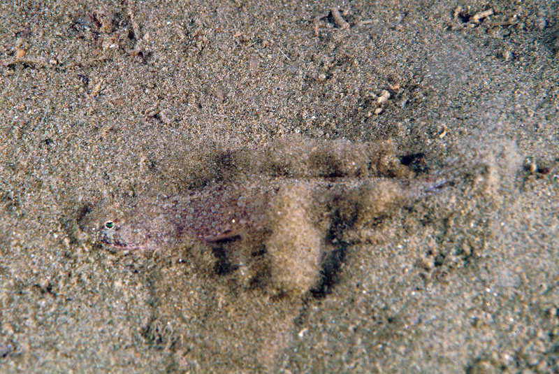 Callionymus risso